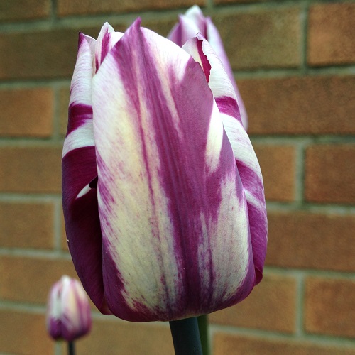 Tulip Bulbs - Blueberry Ripple